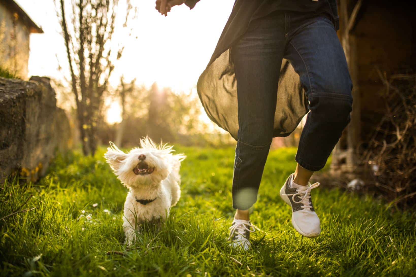 cnww Pets: Your Guide to Bringing Home a Happy and Healthy Companion