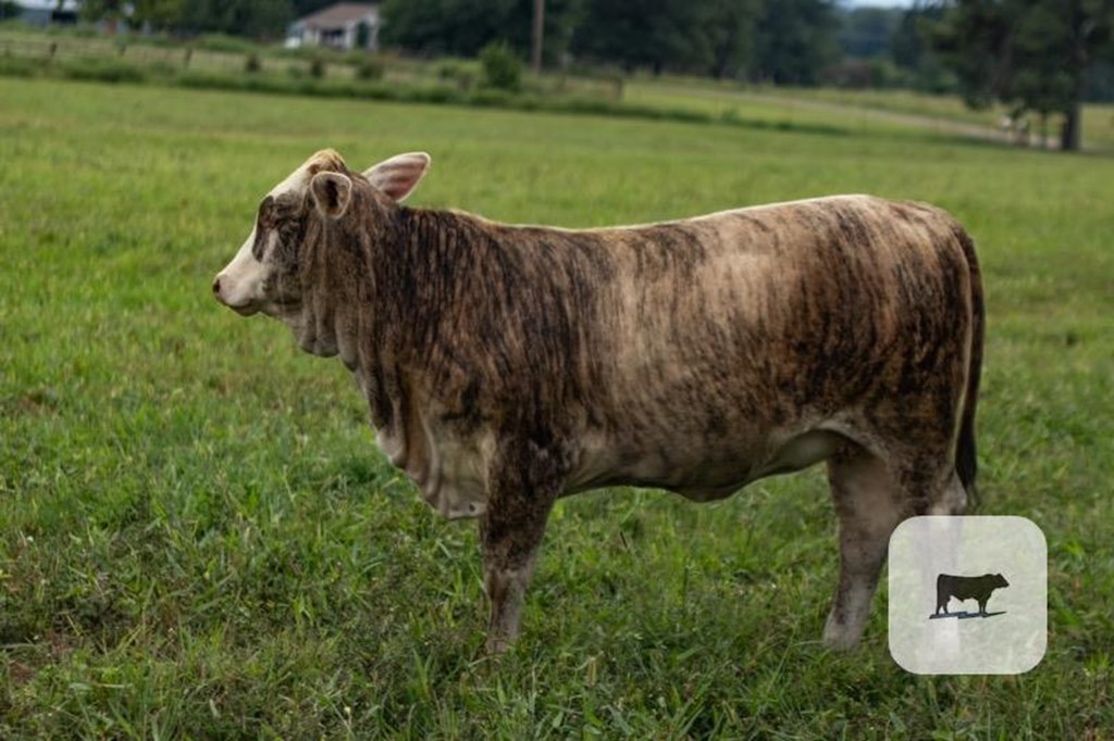 F1 Tiger Stripe Bulls: Where to Buy Them? (Top Breeders and What to Look for When Purchasing)