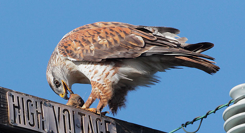 Utah Hawk Sightings: Where to Find Hawks in Utah (Simple Guide for Bird Watchers 2024)