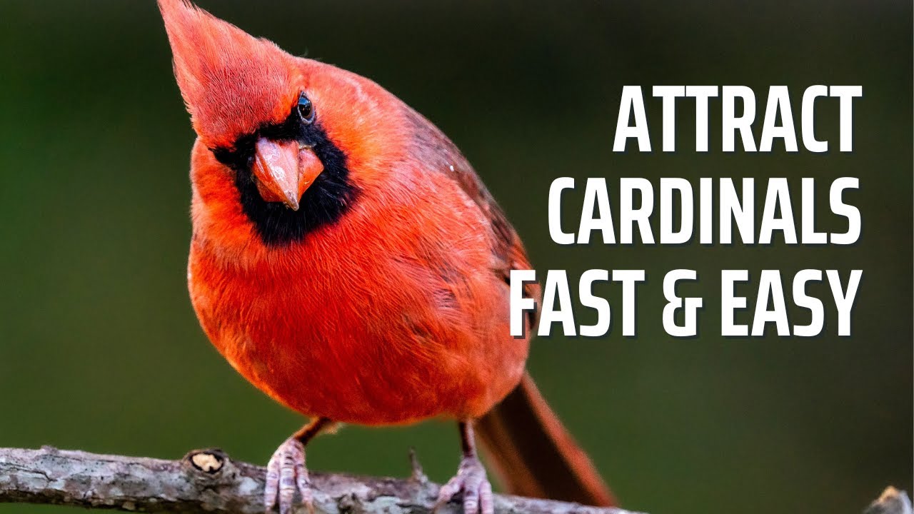 Weaver Cardinals: All You Need to Know (Simple Breeding & Care Tips)