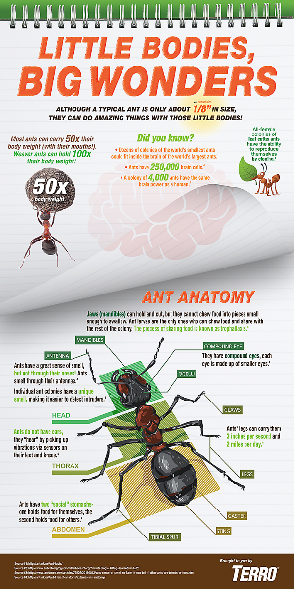 Understanding Ant Contracts: Key Features and Benefits